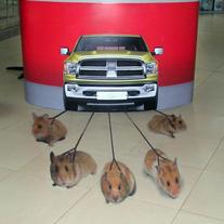 Рекламная наклейка с полноцветной печатью